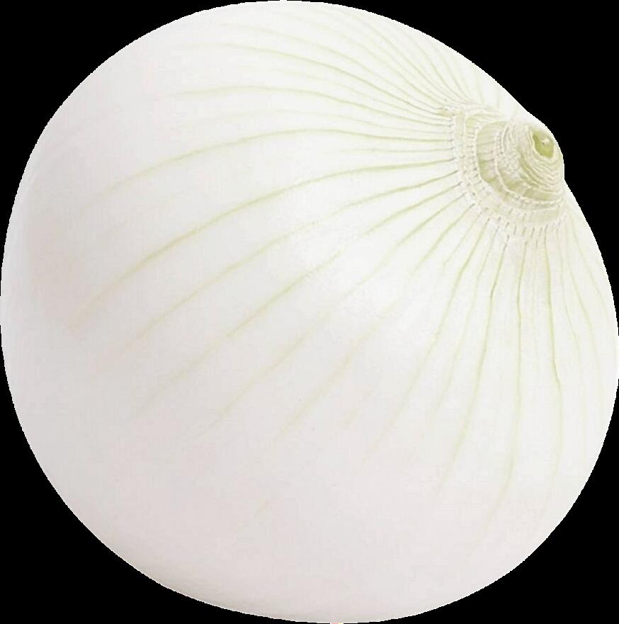 Onion / Cebolla