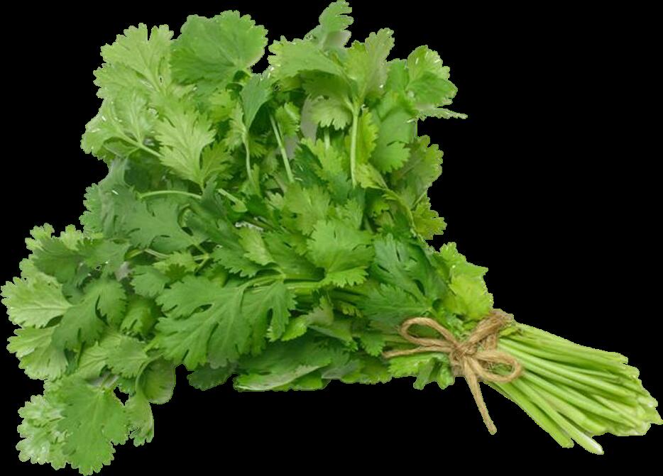 Cilantro